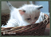 1716553.gif
